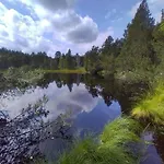Living Timeless- Black Forest Style-