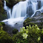 Living Timeless- Black Forest Style- *